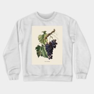 Black Grape Antique Botanical Illustration Crewneck Sweatshirt